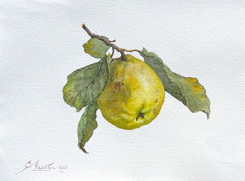 Original Watercolor Painting Apple by Evgeniia Mekhova
