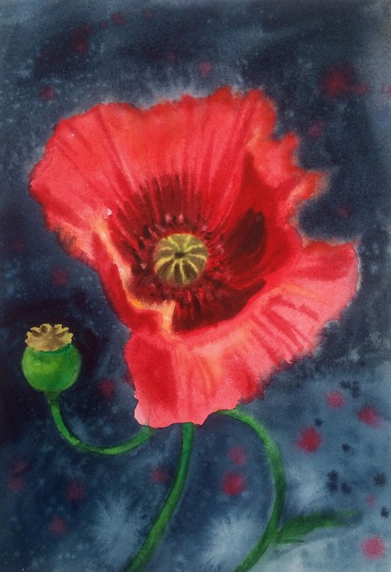 Poppy Red Tango  - Red Poppy - poppy watercolour - poppies - poppie watercolor