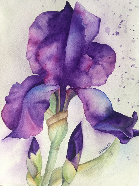 Iris Watercolour by Charlotte Ambler | Artfinder