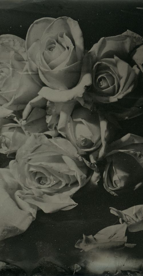 Prose - the Rose Garden of Secrets by Nicolas Laborie