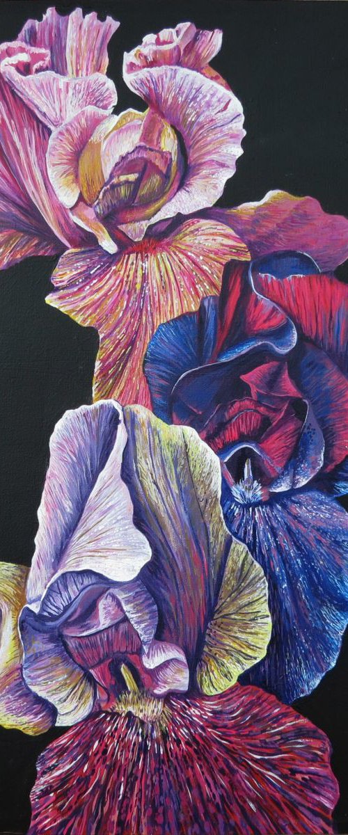 Irises Three by Roz Edwards