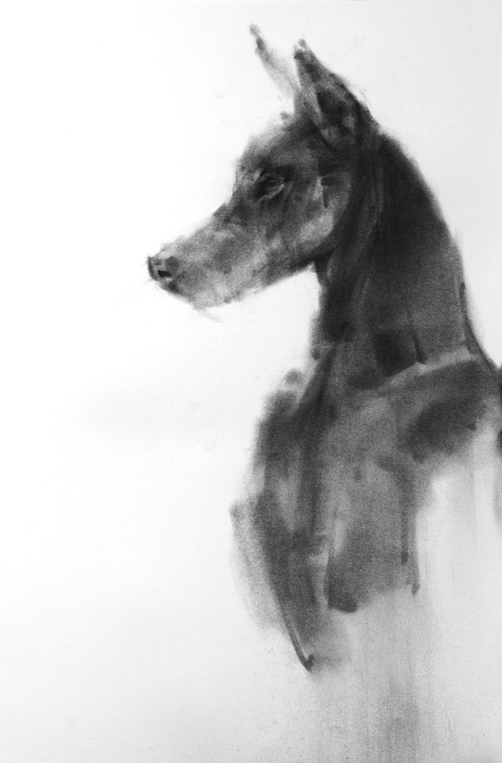 doberman pinscher 02