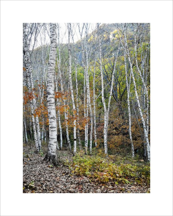 Autumn Colors #6