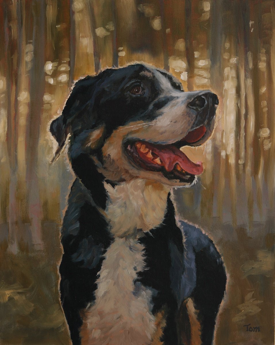 Animal Oil Painting By Tom Clay, 16 X 20", Border Collie, Original Artwork