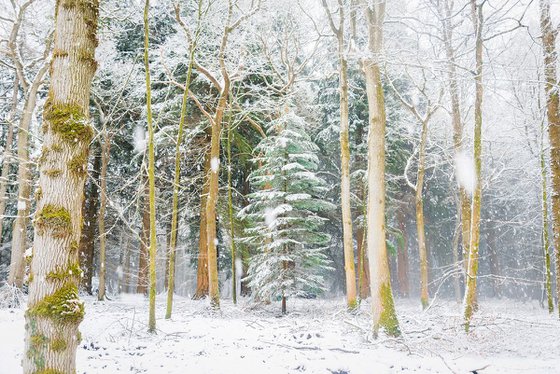 SNOW TREES