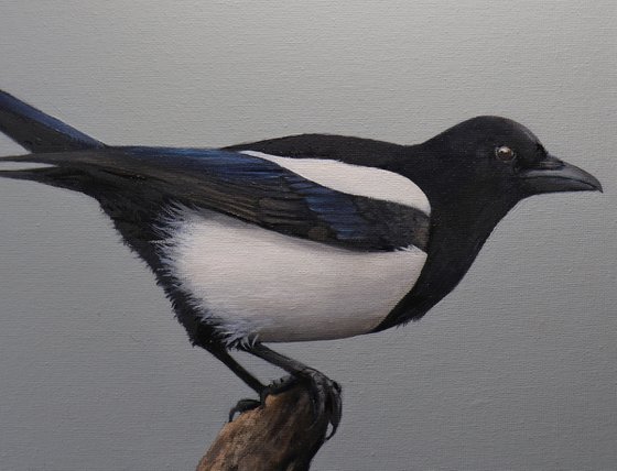 Magpie 2, Oil Painting, Bird Artwork, Animal Art Origina, Not Print