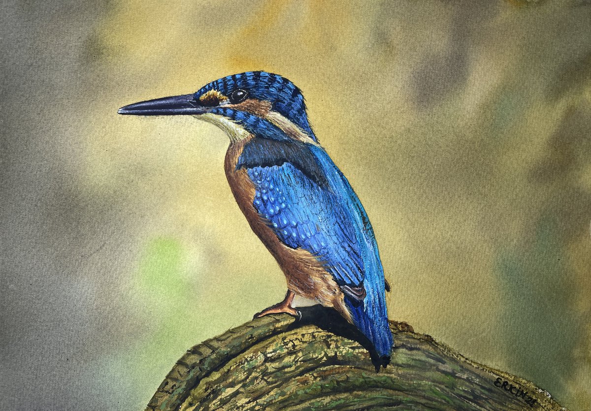 Kingfisher. by Erkin Yilmaz