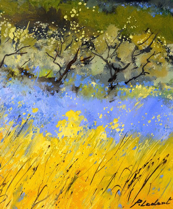 Poppies and lavender in Provence  - 4523