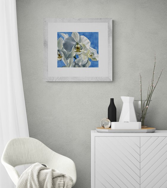 white orchid with blue