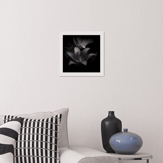 Lily Blooms Number 9 - 12x12 inch Fine Art Photography Limited Edition #1/25