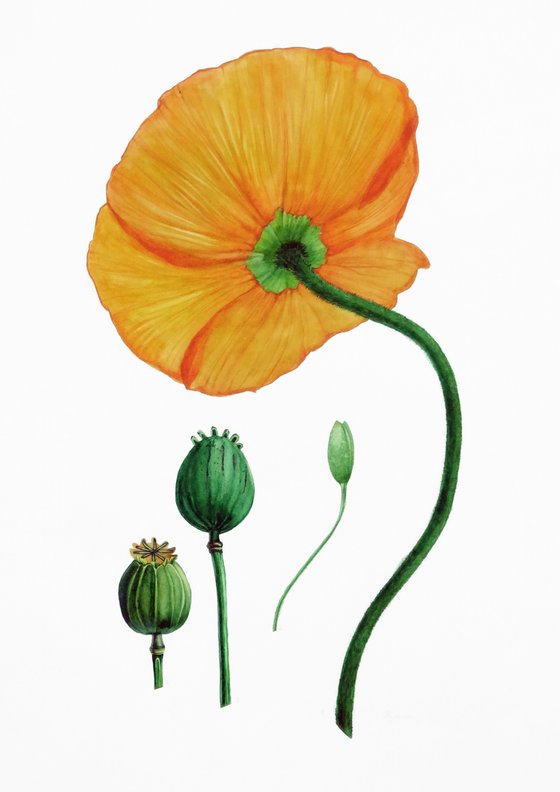 Yellow poppy