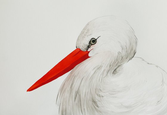 White stork portrait