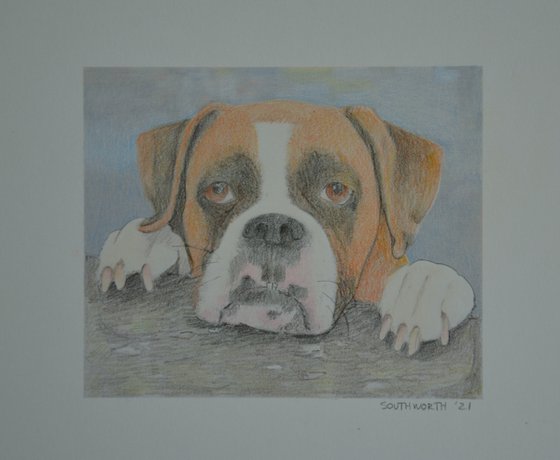 Small Drawing of a Young Boxer, "Gracie"