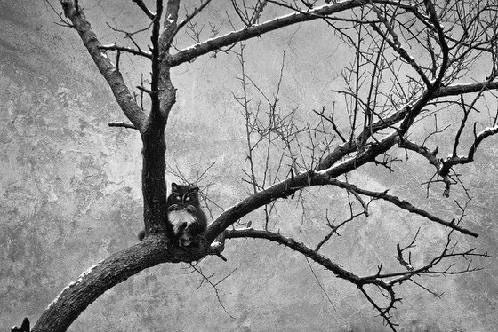 Wintering cats