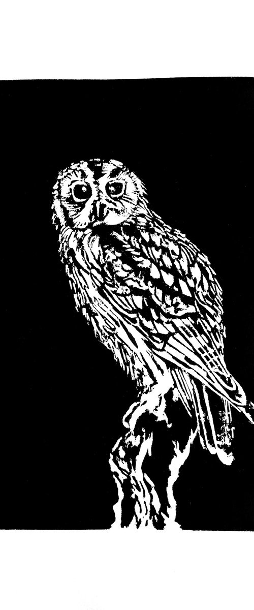 Tawny Owl by Bob Cooper