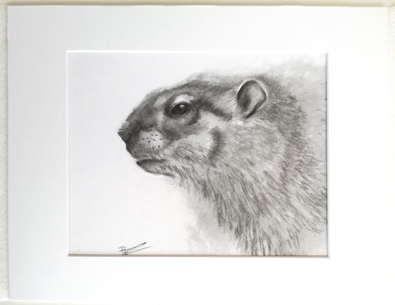 Woodchuck portrait