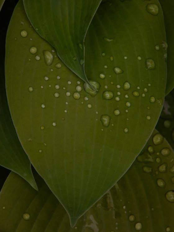After the Morning Rain