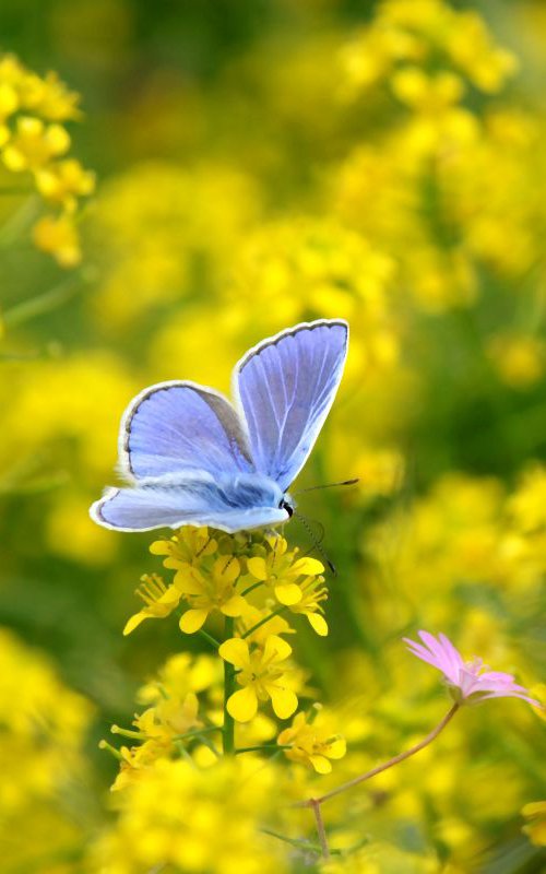 Butterfly on a yellow flower by Sonja  Čvorović