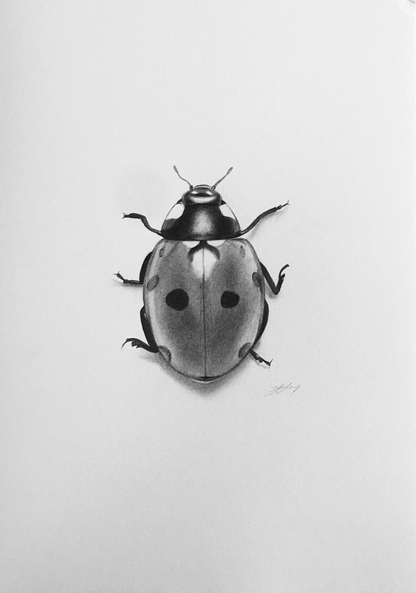 Ladybug by Amelia Taylor