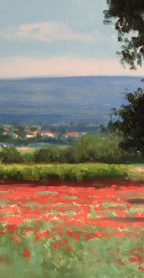 Poppy fields in Haute-Provence by Pascal Giroud