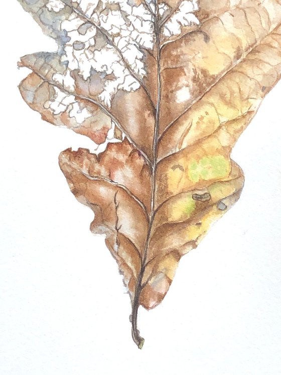 Oak leaf