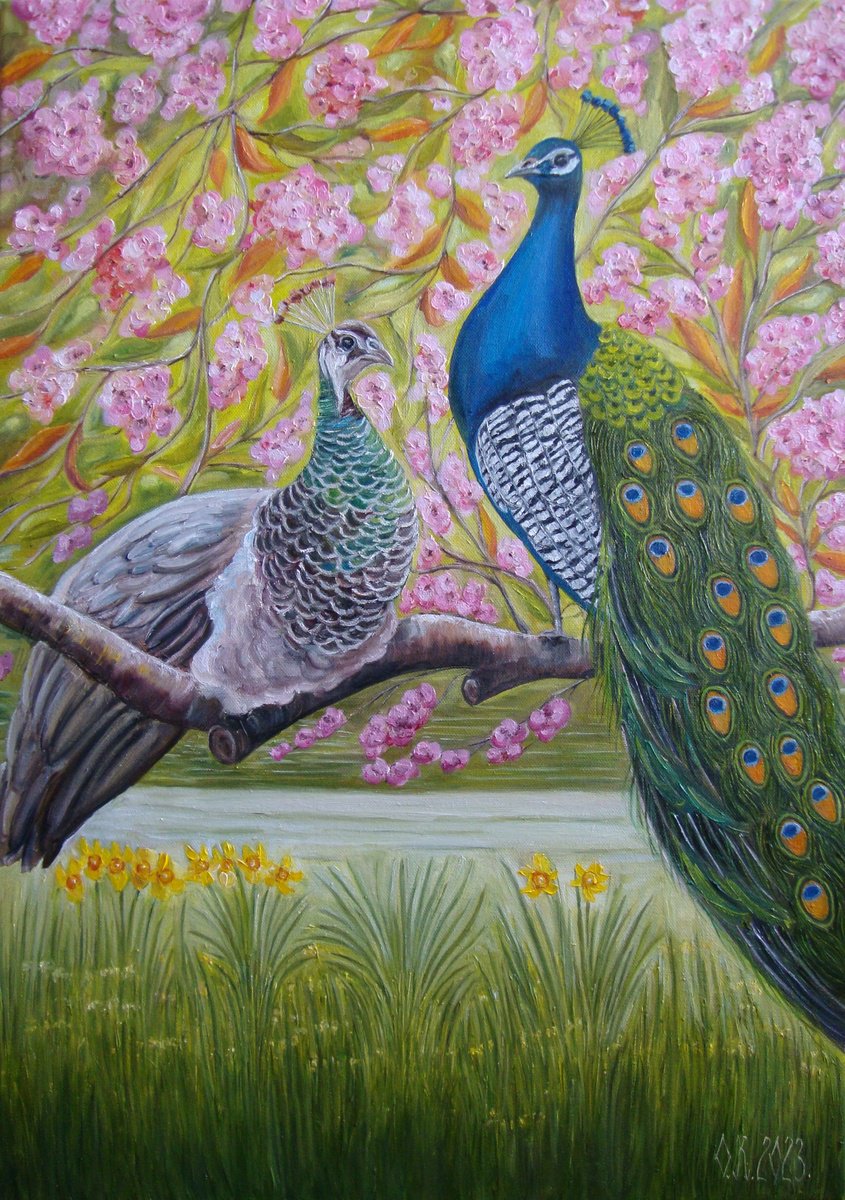 Peacock love by Olga Knezevic