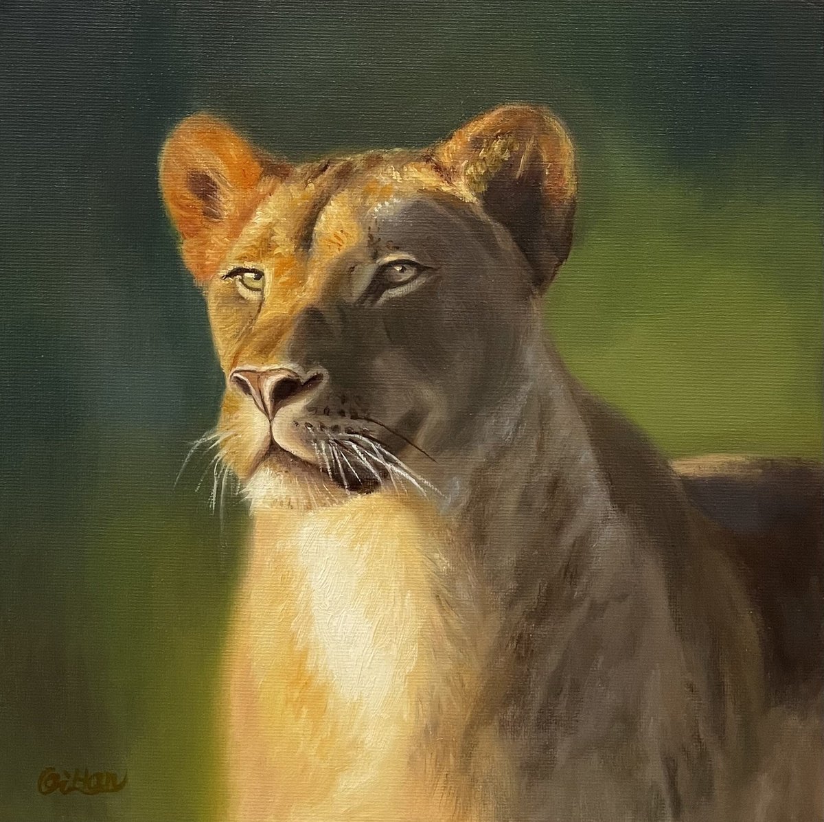 Photorealistic Animal Oil Painting By Qi Han, 10 X 10", Lioness