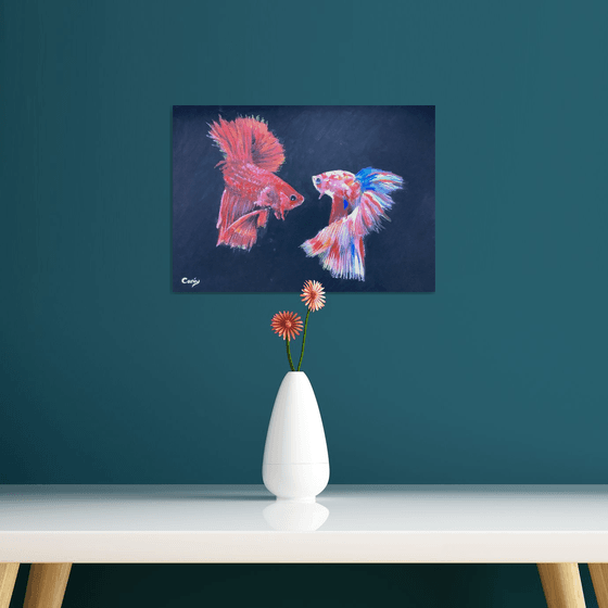 Siamese fighting fish