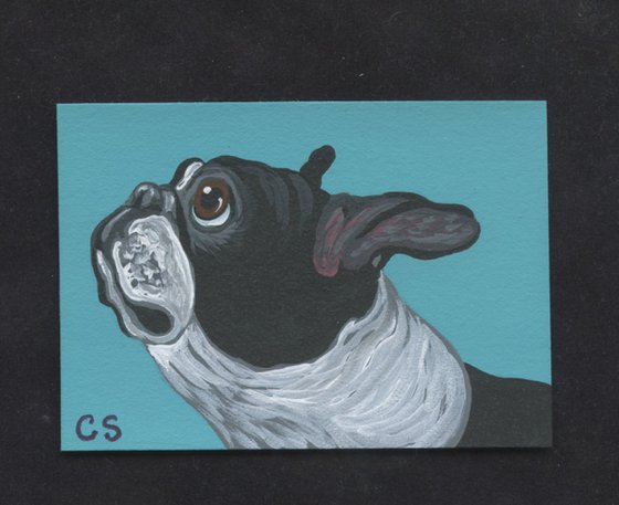 ACEO ATC Original Miniature Painting Boston Terrier Pet Dog Art-Carla Smale