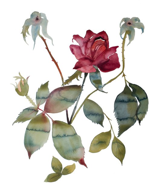 Rose Study No. 85 by Elizabeth Becker