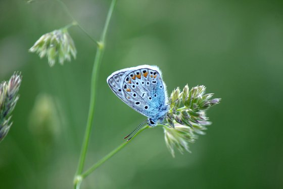 Lonely butterfly