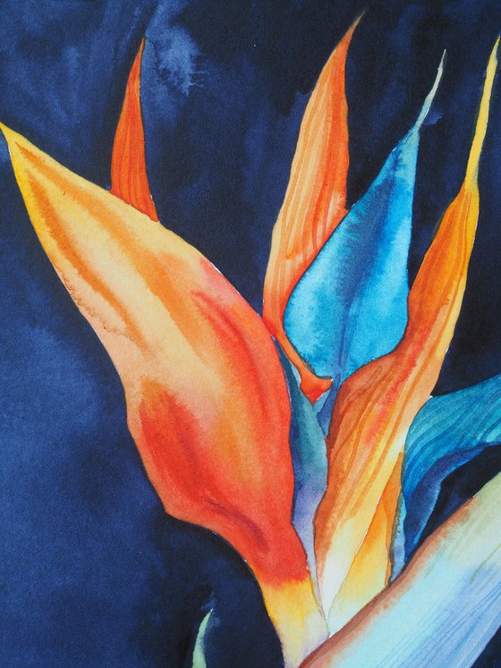 Strelitzia on blue-black velvet, vol.1