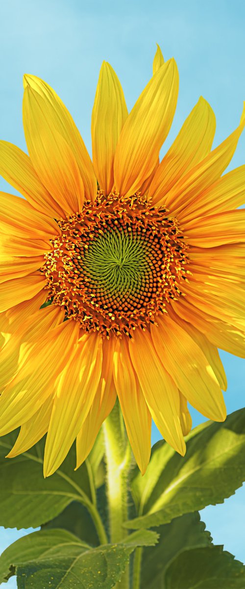 Sunflower blooming by Lidiya Dmitrieva