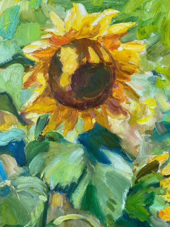 Sunflowers under the sun