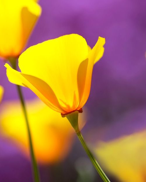 Yellow and Purple by Russ Witherington