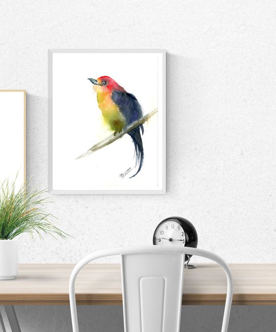 Western tanager