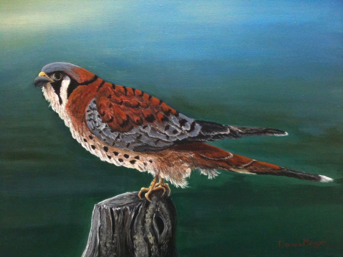 American Kestrel by Donna Daniels