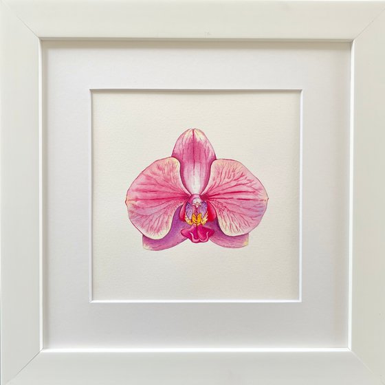 Phaleonopsis orchid. A series of original watercolour artwork.