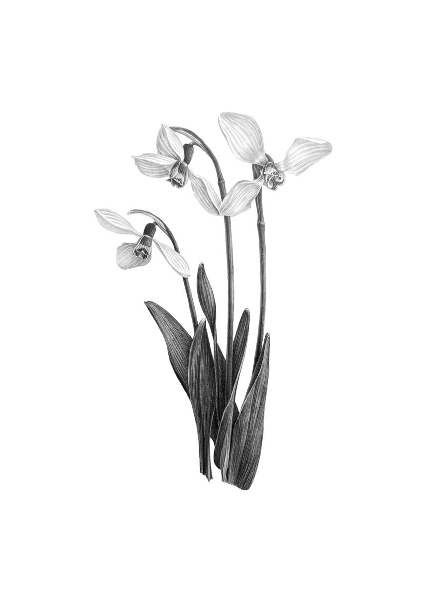Photorealistic Pencil Drawing , Snowdrops, Botanical Illustration By Yuliia Prokopchuk, 12 X 16, Artwork For Sale On Artfinder