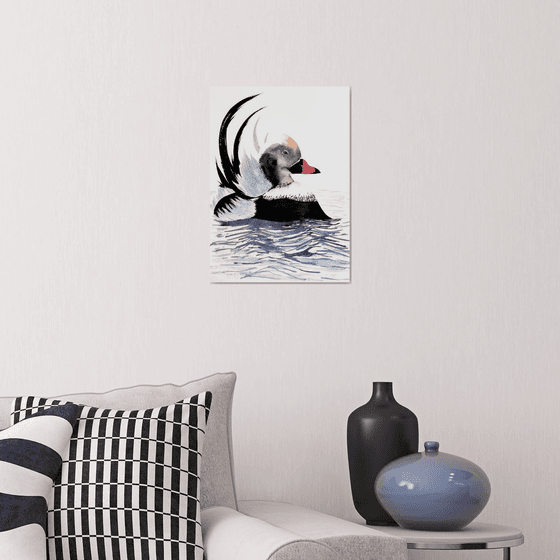 Long-tailed duck Moretta codon