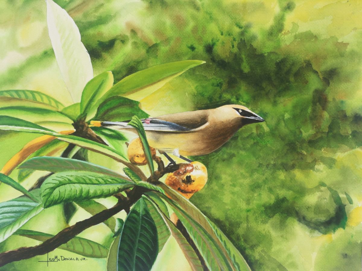 Cedar Waxwing by Leslie McDonald, Jr.