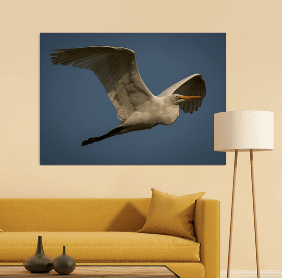 Eddie the Egret