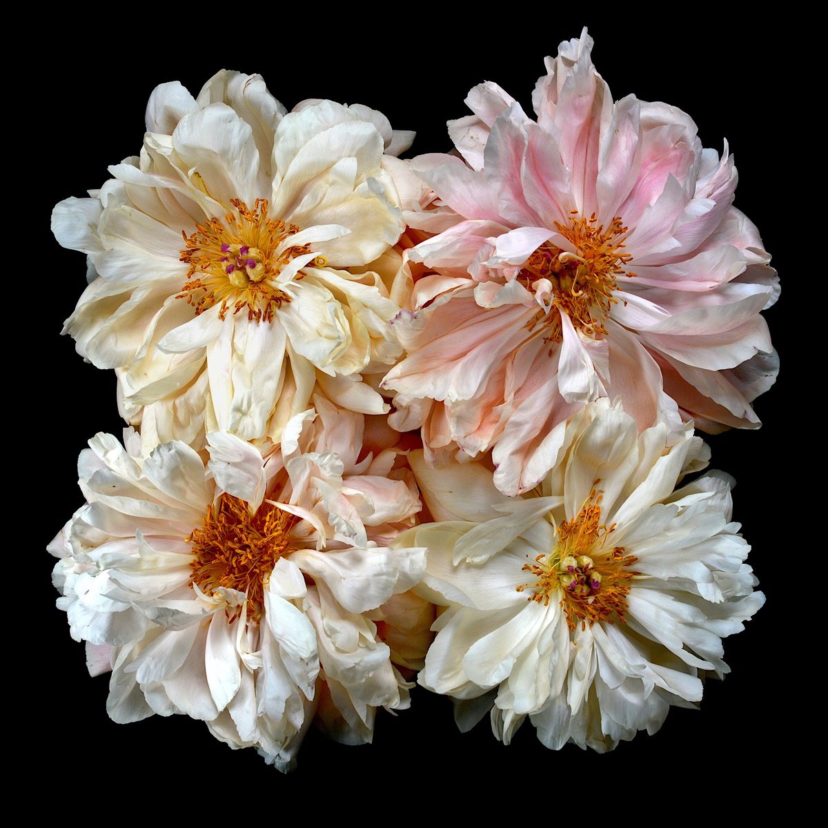 Botanical Photograph By Nadia Culph, 31 X 31", Four Peonies, Original Artwork