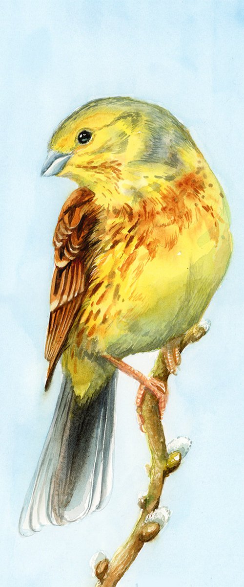 Yellowhammer by Karolina Kijak