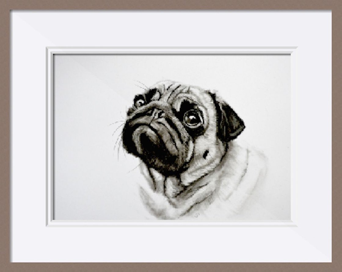 Charcoal Pug Charcoal Drawing By Sarah Stowe 