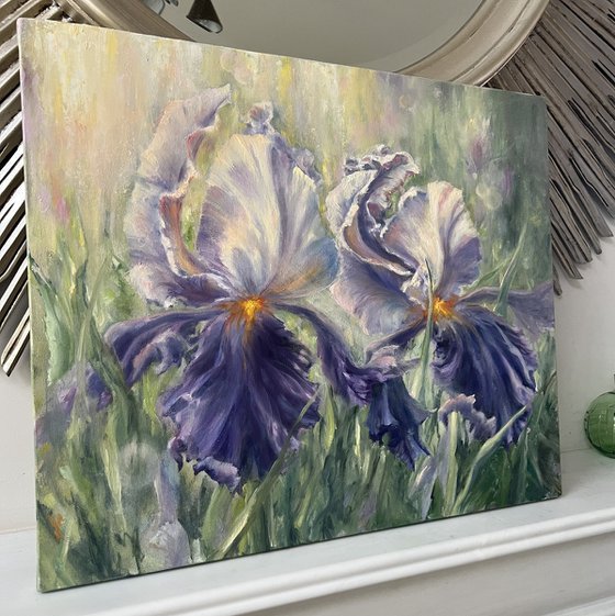 Morning Irises