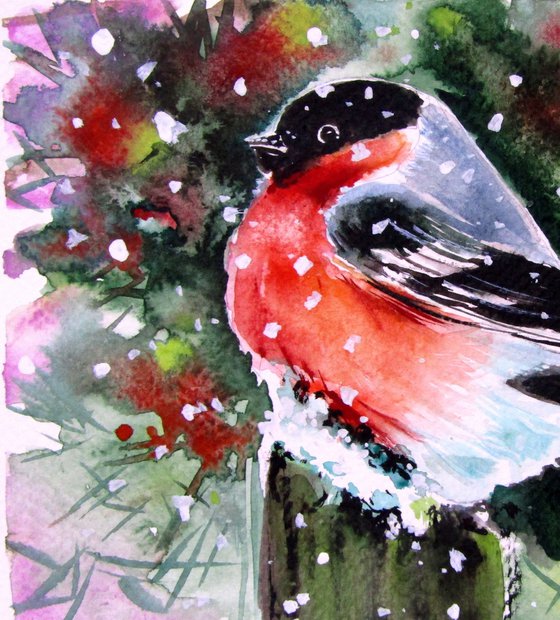 Bullfinch