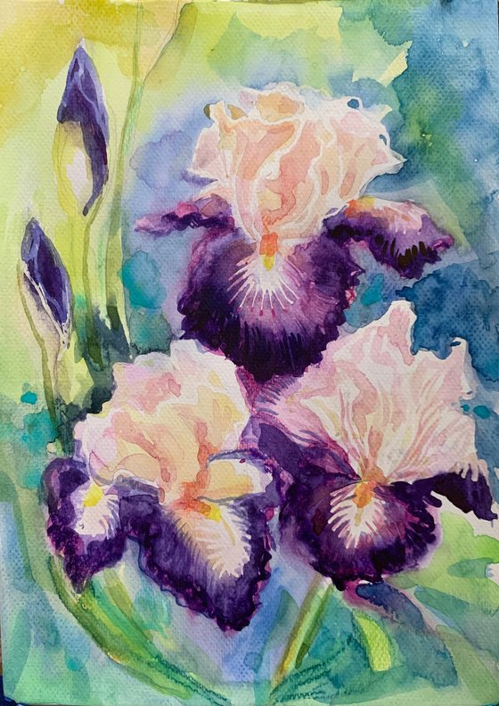 Iris