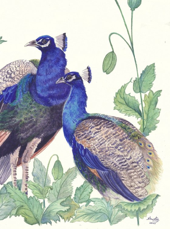 Two Peacocks