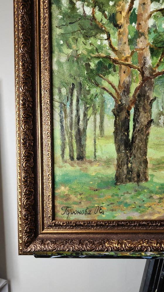 Pine trees in the park